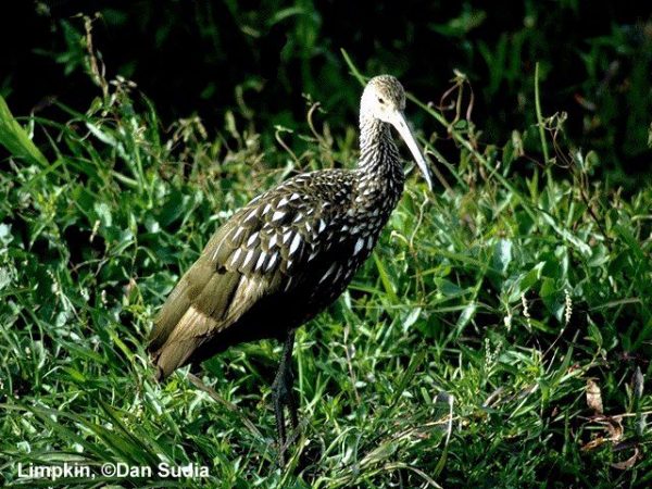 Limpkin | Aramus guarauna