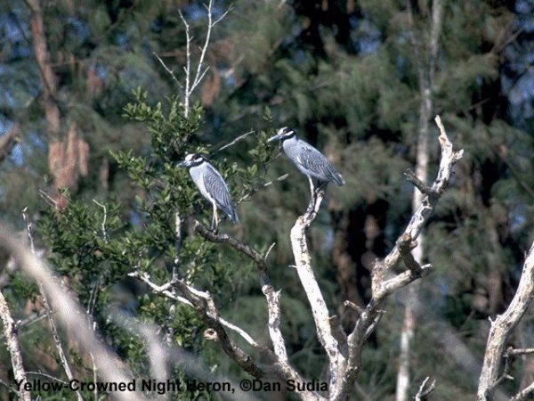 Yellow-crowned Night-Heron | Nyctanassa violacea