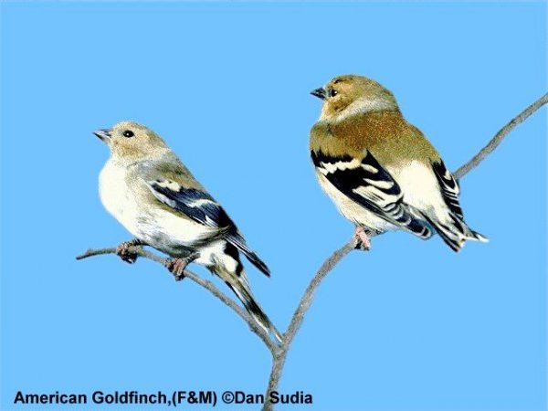 American Goldfinch | Carduelis tristis | basic plumage