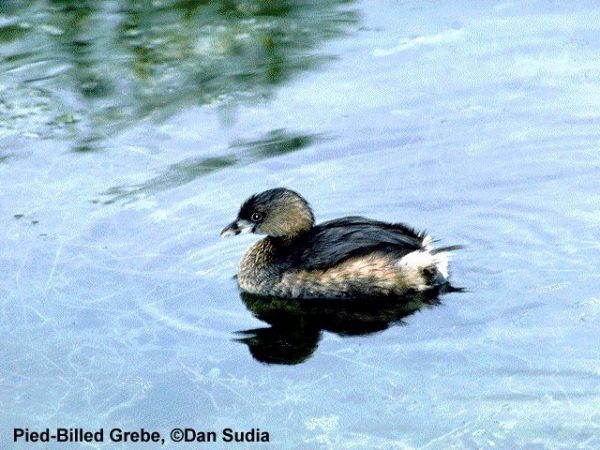 Pied-Billed Grebe | Podilymbus podiceps