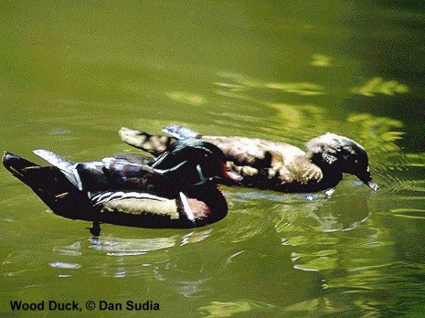 Wood Duck | Aix sponsa