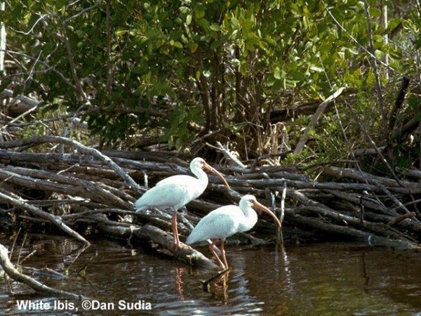 White Ibis | Eudocimus albus