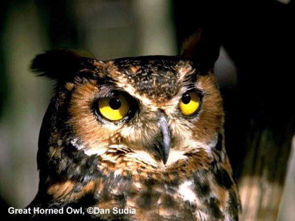 Great Horned Owl | Bubo virginianus