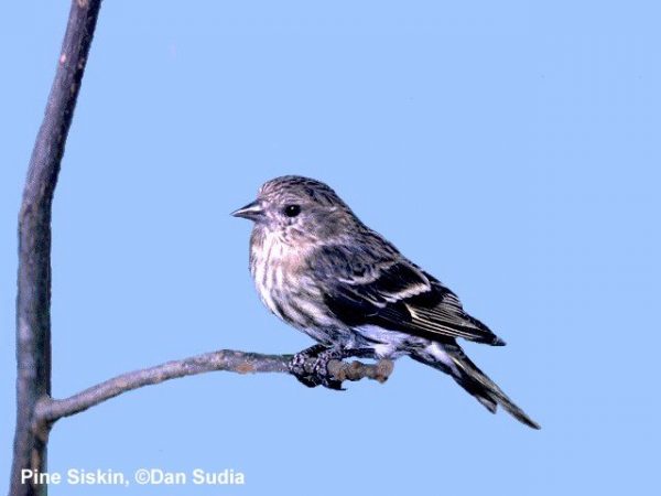 Pine Siskin | Carduelis pinus