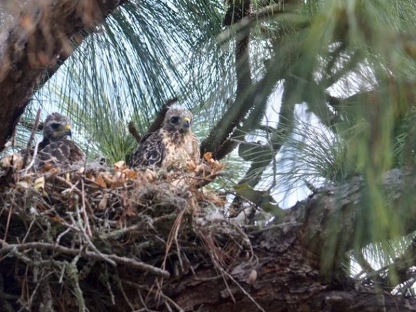 Red-shouldered Hawk | Buteo lineatus