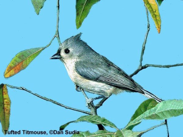 Tufted Titmouse | Parus bicolor