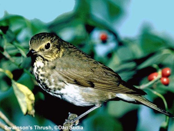 Swainson's Thrush | Catharus ustulatus