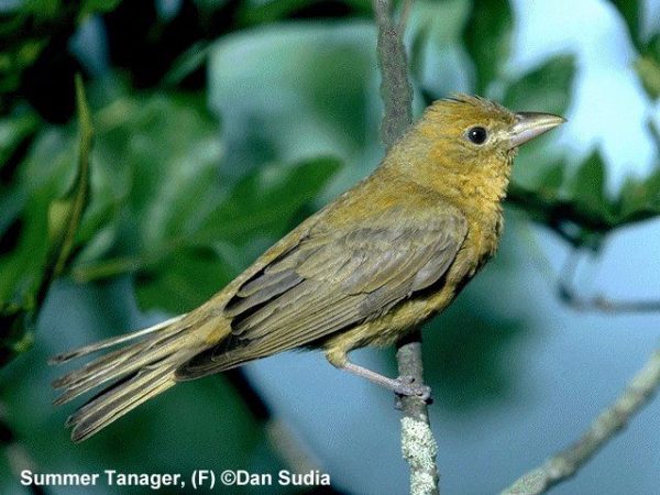 Summer Tanager | Piranga rubra | female