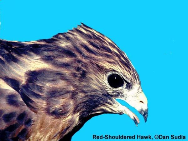 Red-shouldered Hawk | Buteo lineatus