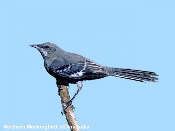 Northern Mockingbird | Mimus polyglottos