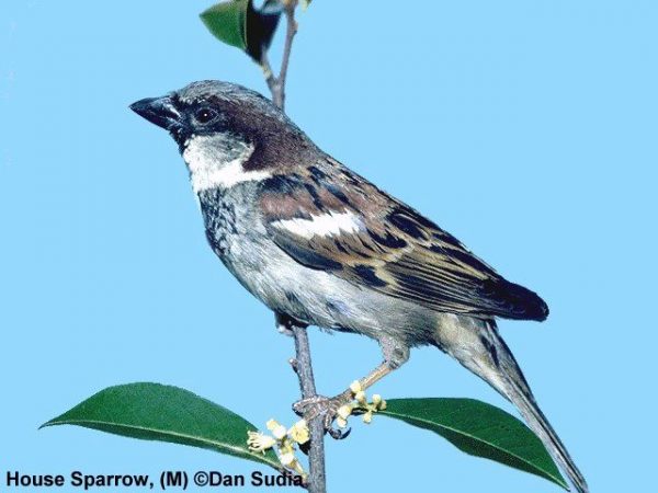 House Sparrow | Passer domesticus | male