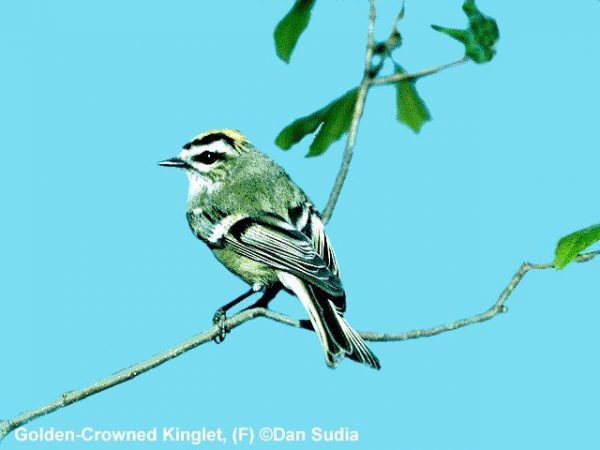 Golden-crowned Kinglet | Regulus satrapa