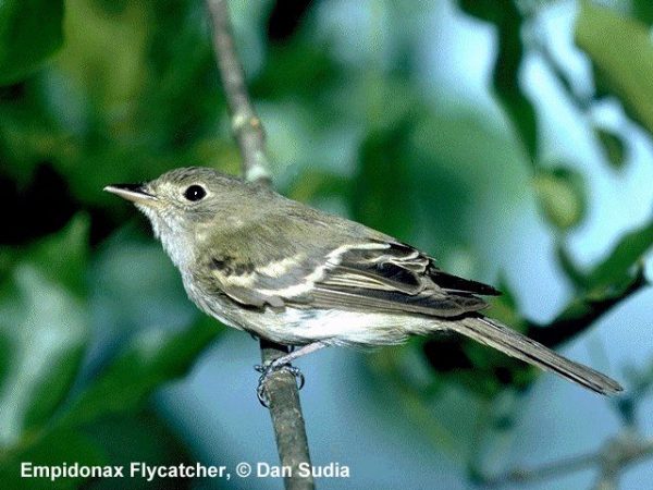 Willow Flycatcher | Empidonax traillii