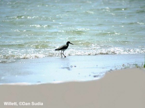 Willet | Catoptrophorus semipalmatus
