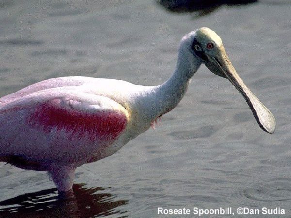 Roseate Spoonbill | Ajaia ajaja