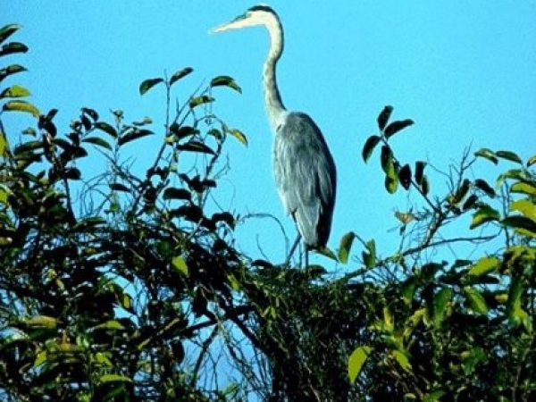 Great Blue Heron | Ardea herodias