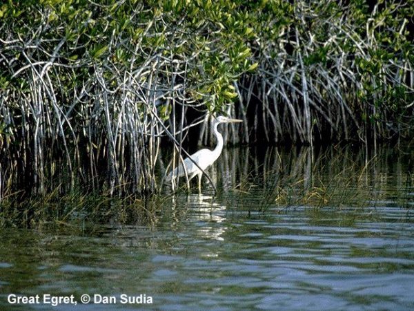 Great Egret | Ardea alba