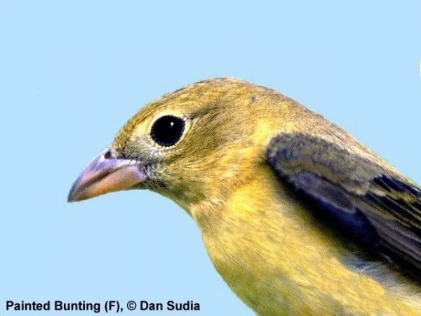 Painted Bunting | Passerina ciris | female