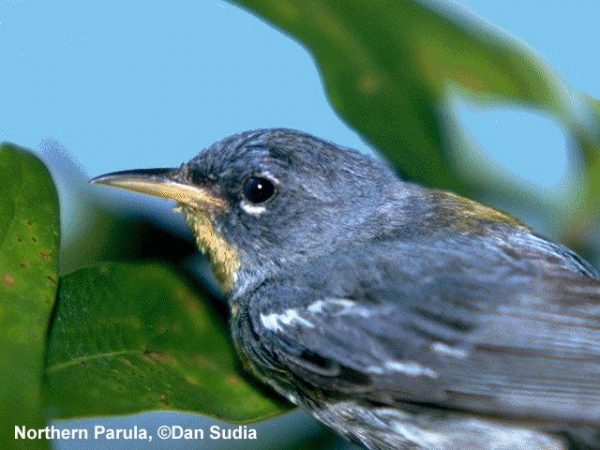 Northern Parula | Parula americana