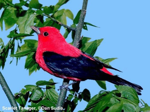 Scarlet Tanager | Piranga olivacea