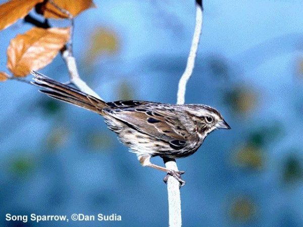 Song Sparrow | Melospiza melodia