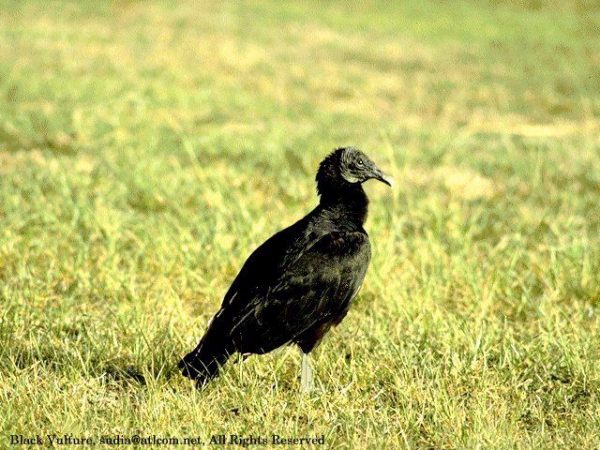 Black Vulture | Coragyps atratus