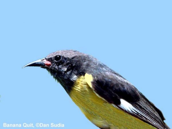 Bananaquit | Coereba flaveola