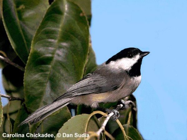 Carolina Chickadee | Parus carolinensis