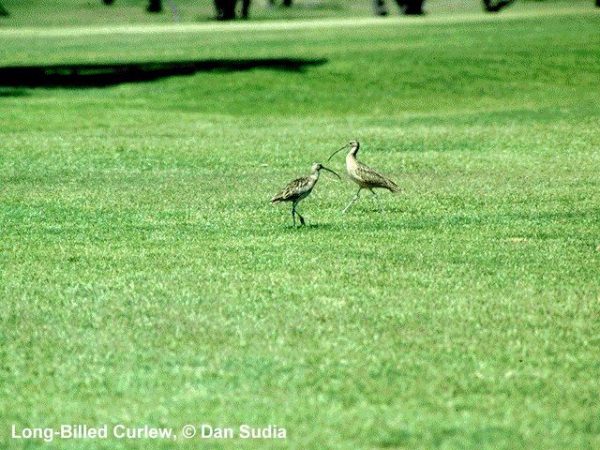 Long-billed Curlew | Numenius americanus
