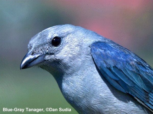 Blue-Grey Tanager | Thraupis episcopus | male