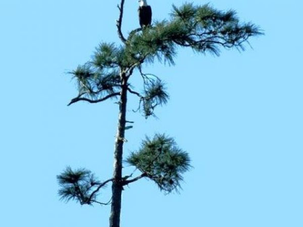 Bald Eagle | Haliaeetus leucocephalus