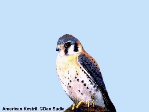 American Kestrel | Falco sparverius