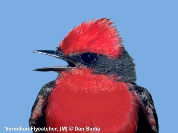 Vermilion Flycatcher | Pyrocephalus rubinus | male (Rare visitor to the southeastern U.S.)