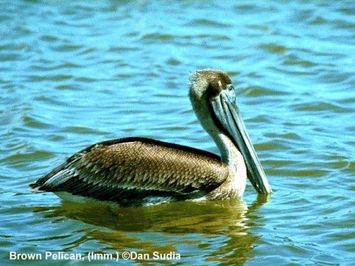 Pelecaniformes Ornithology Collection