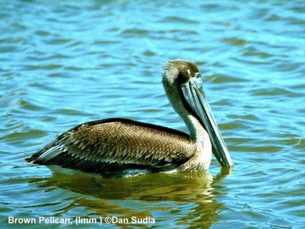 Brown Pelican | Pelecanus occidentalis