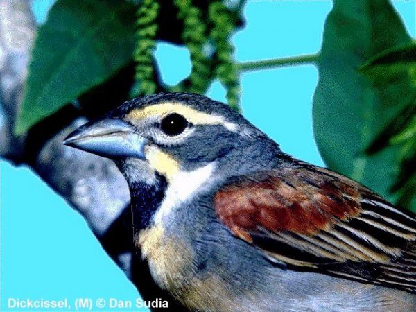 Dickcissel | Spiza americana | male