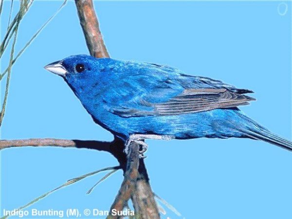 Indigo Bunting | Passerina cyanea | male