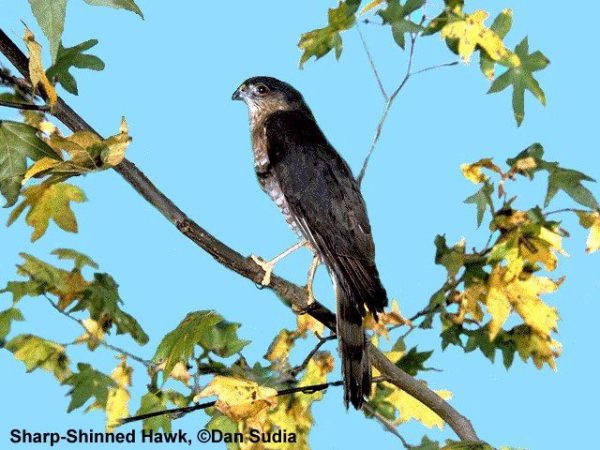 Sharp-shinned Hawk | Accipiter striatusSharp-shinned Hawk | Accipiter striatus