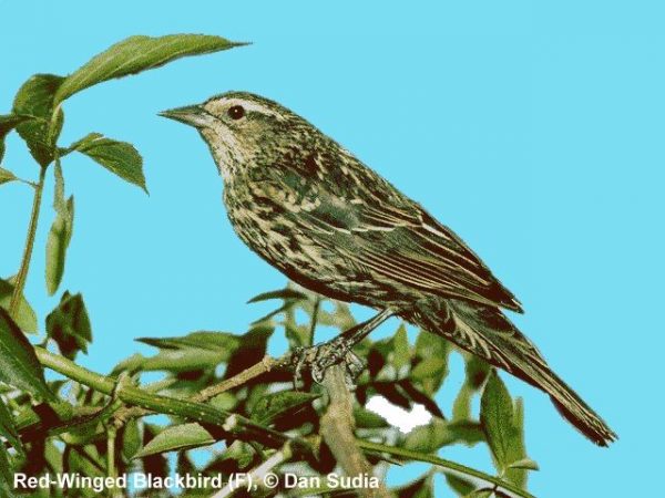 Red-winged Blackbird | Agelaius phoeniceus | female