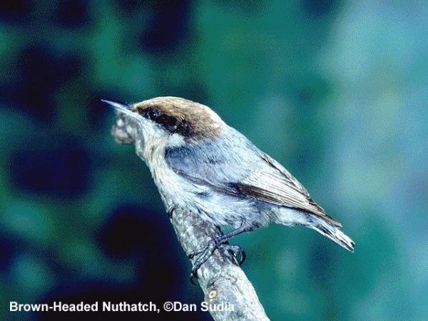 Brown-headed Nuthatch | Sitta pusilla