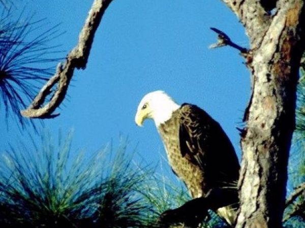 Bald Eagle | Haliaeetus leucocephalus