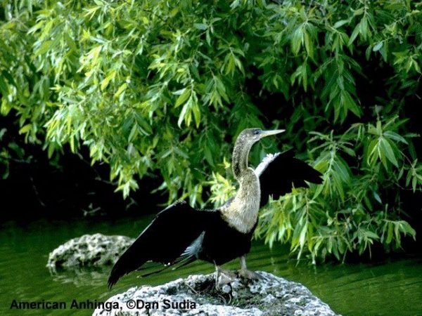 Anhinga | Anhinga anhinga