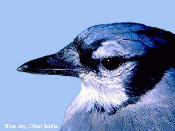 Blue Jay | Cyanocitta cristata