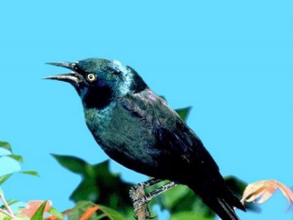 Common Grackle | Quiscalus quiscula