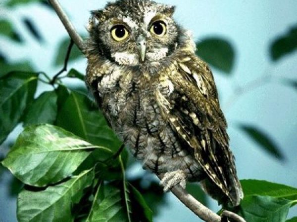 Eastern Screech-Owl | Otus asio