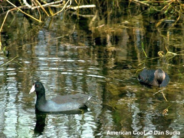American Coot | Fulica americana