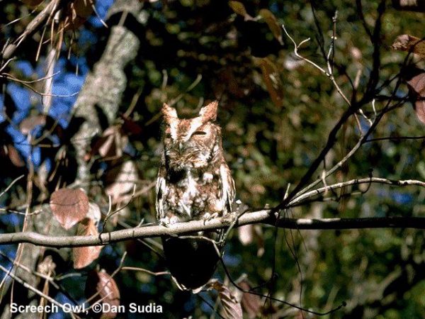 Eastern Screech-Owl | Otus asio