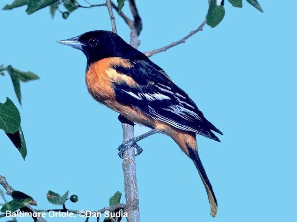Baltimore Oriole | Icterus galbula | male