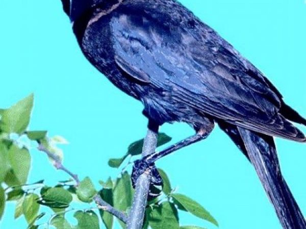 Common Grackle | Quiscalus quiscula