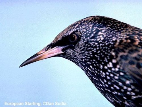 European Starling | Sturnus vulgaris